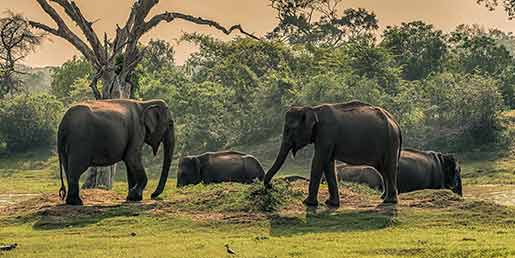 Elefanten im Yala Nationalpark