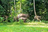 Borneo Zwergelefant