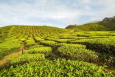 Cameron Highlands