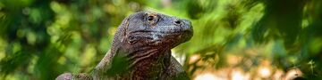 Kreuzfahrt zu den Komodowaranan