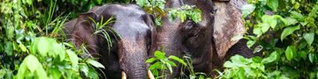 Tabin Wildlife Safari