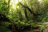 Kinabalu Nationalpark