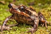 Borneo Horn Frosch