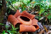 Rafflesia