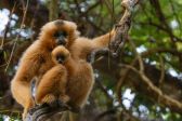 Gelbwangen Gibbon, Cat Tien Nationalpark