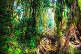 Mossy Forest, Cameron Highlands