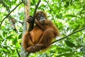 Orang Utan