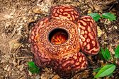 Rafflesia