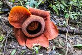 Rafflesia
