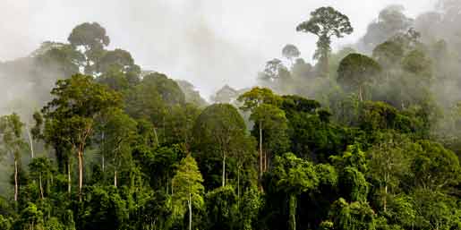 Batang Ai Nationalpark