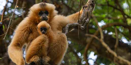 Gelbwangen Gibbon